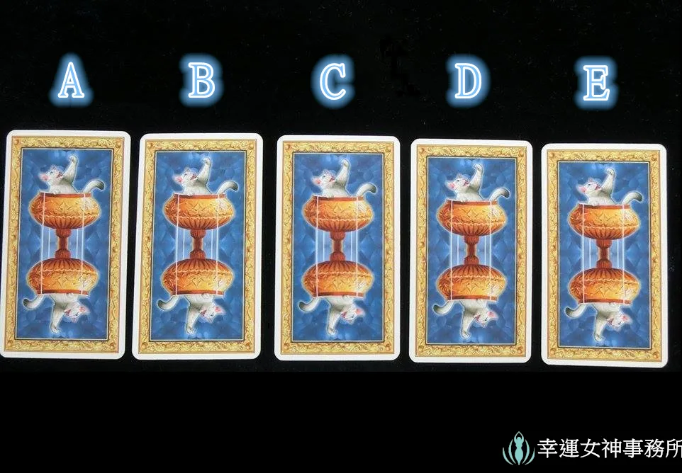 白貓背面