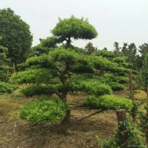 【元辰宮案例】你今天善待自己了嗎? 4 松樹